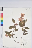 藏品(金毛杜鵑)的圖片