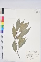 藏品(青剛櫟、鐵椆)的圖片