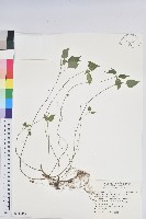 藏品(短序鐵莧菜)的圖片