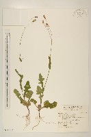 藏品(紫背草)的圖片