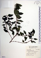 藏品(水雞油)的圖片