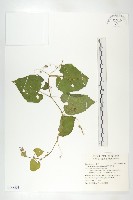 藏品(斑花青牛膽)的圖片