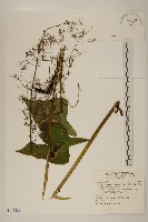 藏品(山苦藚、假福王草)的圖片