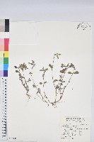 藏品(飛揚草)的圖片