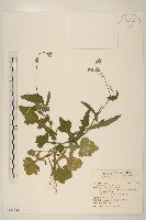 藏品(紫背草)的圖片