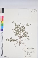 藏品(假紫斑大戟)的圖片