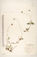 藏品(長柄菊)的圖片