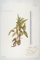 藏品(平原菟絲子)的圖片