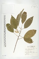 藏品(錫蘭橄欖、鋸葉杜英)的圖片