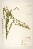 藏品(鵝仔草)的圖片