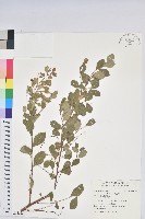 藏品(紅仔珠)的圖片