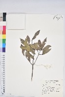 藏品()的圖片
