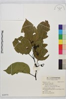 藏品(枳椇)的圖片