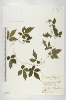 藏品(絞股藍)的圖片