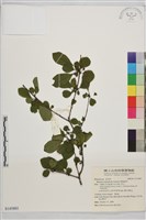 藏品(薄葉鼠李)的圖片