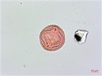 藏品(羊角藤)的圖片