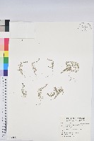 藏品(匐根大戟)的圖片