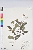 藏品(土密樹)的圖片