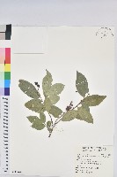 藏品(枯里珍)的圖片