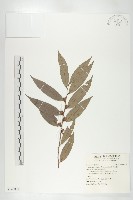 藏品(軟毛柿)的圖片