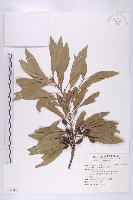 藏品(杜英)的圖片