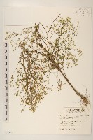 藏品(銀膠菊)的圖片