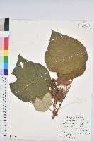 藏品(野桐)的圖片