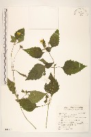 藏品(雙花蟛蜞菊)的圖片