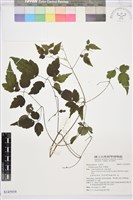 藏品(串鼻龍)的圖片