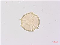 藏品(山香圓)的圖片