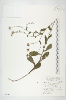 藏品(狗娃花)的圖片