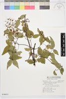 藏品(梨山小蓑衣藤)的圖片