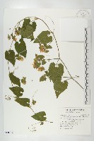 藏品(青牛膽)的圖片