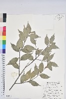 藏品(烏來柯、楒、淋漓)的圖片