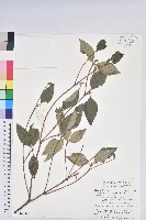 藏品(守城滿山紅、馬禮士杜鵑)的圖片