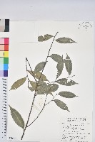 藏品(烏來柯、楒、淋漓)的圖片