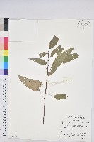 藏品(粗糠柴)的圖片