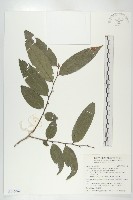 藏品(軟毛柿)的圖片