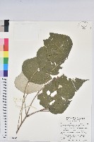 藏品(白匏子)的圖片