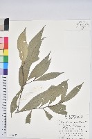 藏品(杏葉石櫟、校栗、校櫟)的圖片