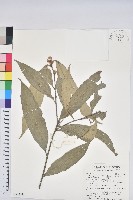 藏品(杏葉石櫟、校栗、校櫟)的圖片