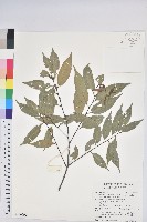 藏品(長尾尖葉櫧)的圖片