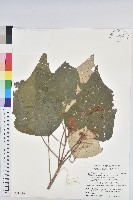 藏品(白匏子)的圖片