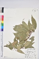 藏品(粗糠柴)的圖片