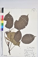 藏品(茄苳、重陽木)的圖片