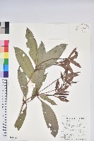 藏品(西施花)的圖片