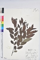 藏品(裡白饅頭果)的圖片