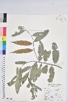 藏品(火燒柯、栲樹)的圖片