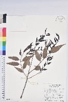 藏品(巒大越橘)的圖片