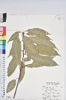 藏品(短尾葉石櫟、嶺南柯`東南石櫟)的圖片